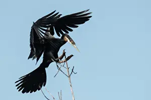 Gambia: African Darter
