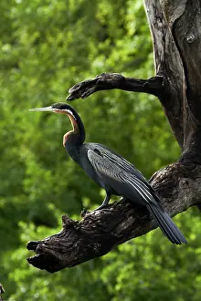 Rufa: African Darter (Anhinga rufa), perched by