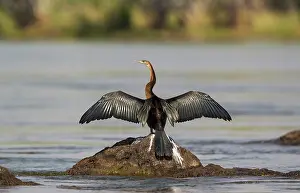 Anhinga: African Darter - basking in order to dry the feathers