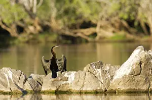 Darters: African Darter - Basking in order to dry the wings