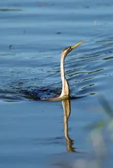 Snakebirds: African Darter / Darter / Snakebird fishing in