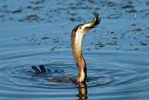 Snakebirds: African Darter / Darter / Snakebird swallowing