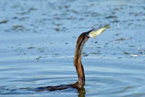 Snakebirds: African Darter / Darter / Snakebird - swallowing