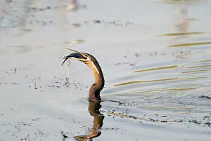 Snakebirds: African Darter / Darter / Snakebird swallowing
