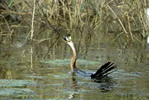 Snakebirds: African Darter / Darter / Snakebird swallowing