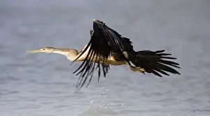 Darters: African Darter - Flying over the Lufupa River