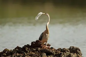 Snakebirds: African Darter with nesting material