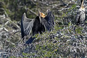 Darters: African Darter - Preening after fishing