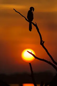 Rufa: African darter - silhouette at sunset - Botswana, Africa