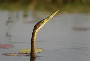 Anhinga: African Darter - swimming in the Chobe River