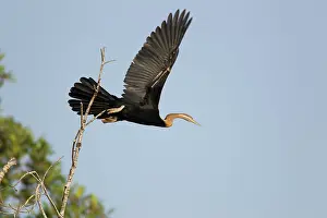Snakebirds: African Darter taking off in flight