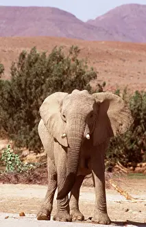 Bulls: AFRICAN DESERT ELEPHANT - single female in dry