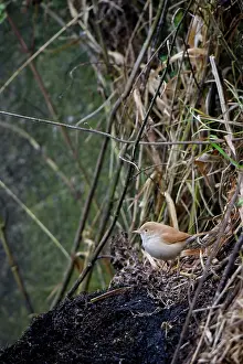 Lost: African Desert Warbler