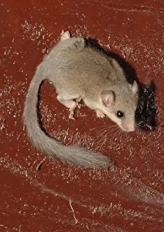 Dormice: African Dormouse