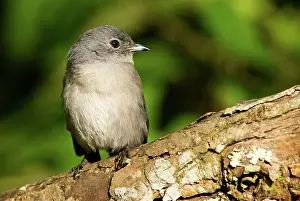 Muscicapa: African Dusky Flycatcher