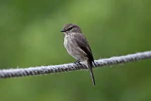 Muscicapa: African Dusky Flycatcher
