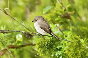 Muscicapa: African Dusky Flycatcher. perched on branch -