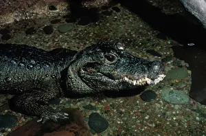 Crocodilian: African Dwarf Crocodile