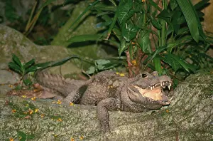 Crocodilian: African Dwarf Crocodile
