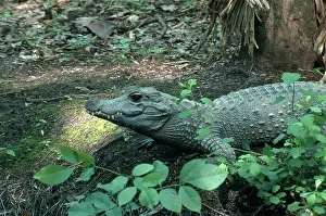 Crocodilian: African Dwarf Crocodile