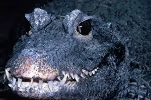 Crocodilian: African Dwarf Crocodile