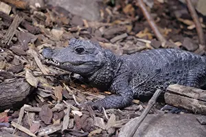 Crocodylidae: African dwarf crocodile (Osteolaemus tetraspis)