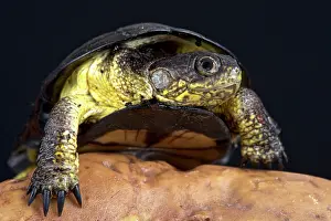 Angola: African dwarf mud turtle (Pelusios nanus), Democratic