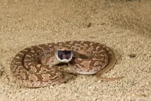Northcott: African Egg Eating Snake, Dasypeltis scabra