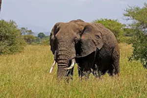 310517: African Elephant 1 183