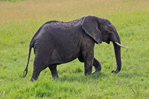 310517: African Elephant 1 601