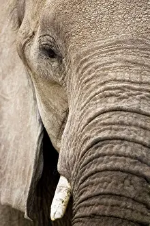 Winkles: African Elephant