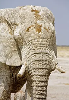 Karl Terblanche: African Elephant