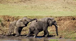 Agression: African Elephant