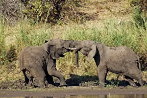 Agression: African Elephant