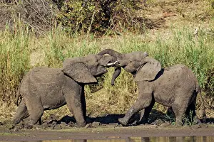 Agression: African Elephant