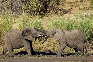 Agression: African Elephant