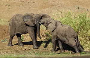 Agression: African Elephant