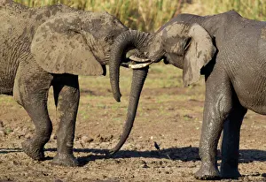 Agression: African Elephant