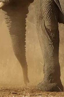 Baths: African Elephant