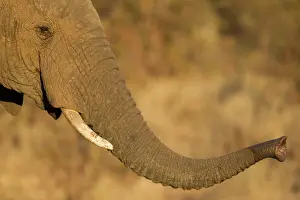 Scenting: African Elephant