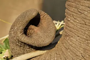 Grasping: African Elephant