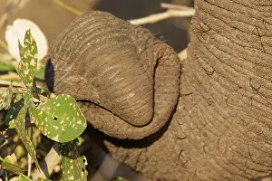 Grasping: African Elephant