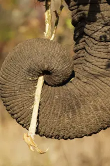 Prehensile: African Elephant