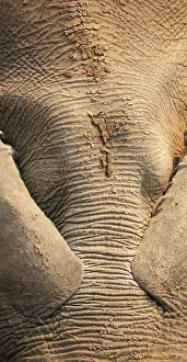 Wrinkled: African Elephant