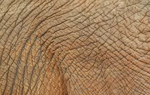 Wrinkled: African Elephant