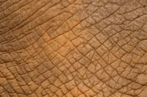 Wrinkled: African Elephant