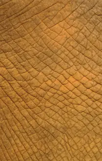 Wrinkled: African Elephant