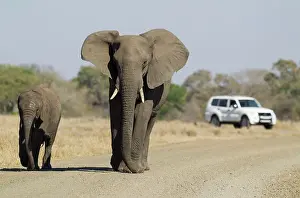 Safaris: African Elephant