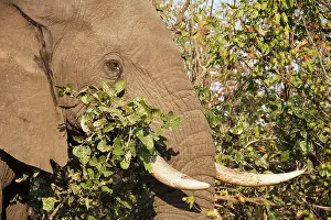 Mopane: African Elephant