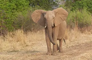 Luangwa: African Elephant